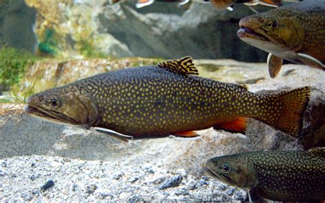 Brook Trout Toiyae National Forest BioDiversity4All