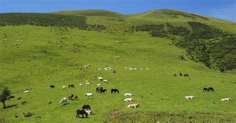 Free Images Landscape Grass Wilderness Field Meadow Prairie