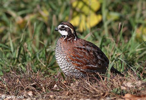 Northern Bobwhite Colinus Virginianus