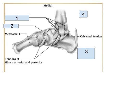 Medial View Diagram Quizlet