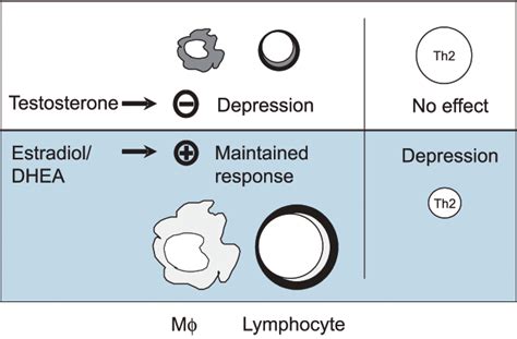 Schematic Illustration Of The Effect Of Male And Female Sex Hormones