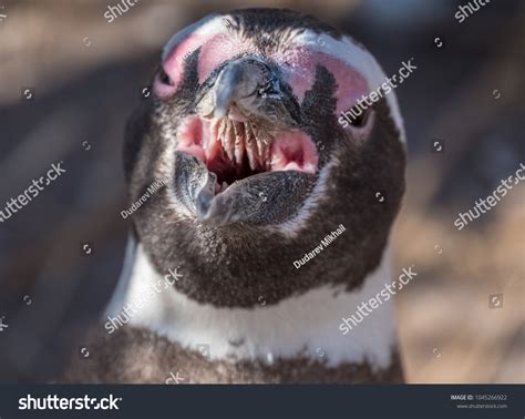 Magellanic Penguin Spheniscus Magellanicus Open Mouth Stock Photo