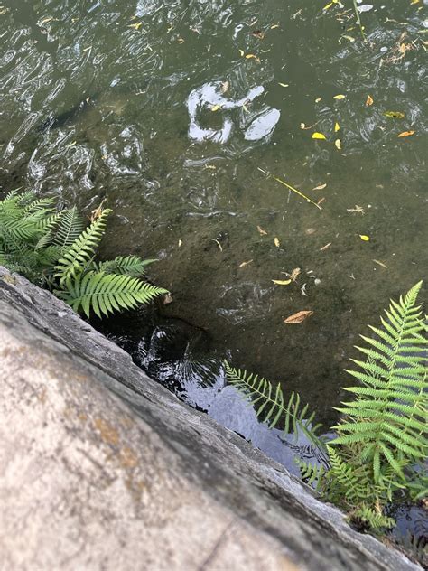 Diamondback Watersnake From San Antonio River San Antonio Tx Us On