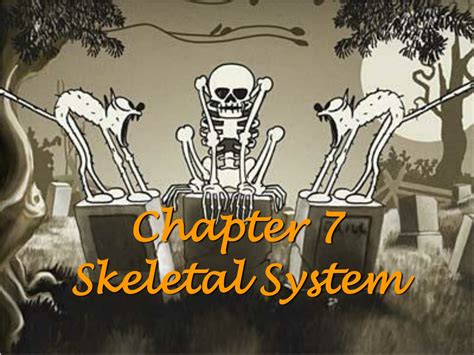 PPT - Skeletal System Functions in Human Bones PowerPoint Presentation ... 