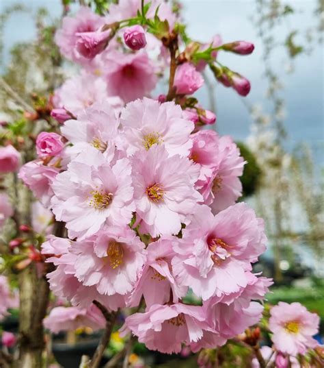 Prunus First Blush® Flowering Cherry 13 Pot Hello Hello Plants