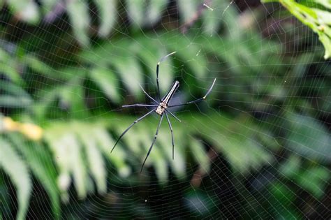 Gelbe Und Schwarze Spinne Mit Langen Beinen Auf Seinem Netz Vor Einem