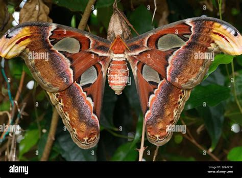 Hercules moth hi-res stock photography and images - Alamy