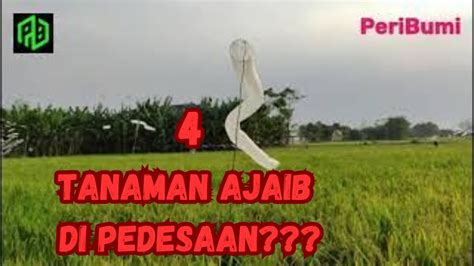 Manfaat Terlupakan Dari 4 Tanaman Unik Di Pedesaan YouTube