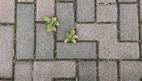 Premium Photo Small Plant Growing On A Cobblestone Walkway In The City