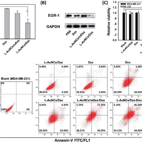 Cell Apoptosis Assays And Gene Silencing A QRT PCR Analysis Of EGR 1