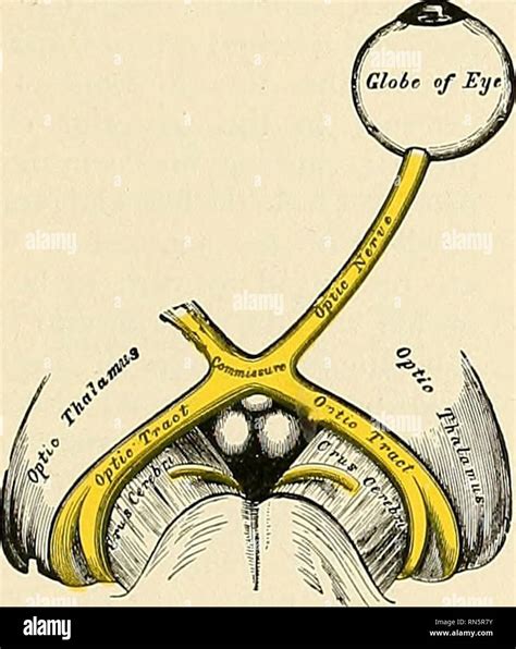 Optic Chiasm Stock Photos & Optic Chiasm Stock Images - Alamy