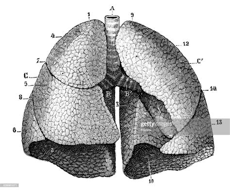 Antique Medical Scientific Illustration Highresolution Lungs High Res