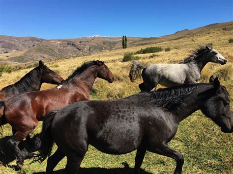 Criollo horses running in Argentina.jpg | Estancia Ranquilco