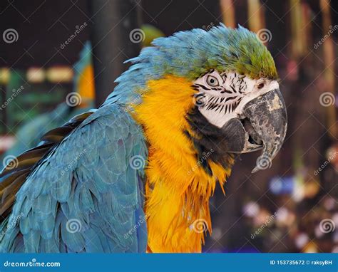 Colorful Parrot Stock Photo Image Of Parrot Wild Cute 153735672