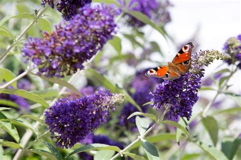 Vlinderstruik Planten Snoeien Bijzondere Soorten Gardeners World