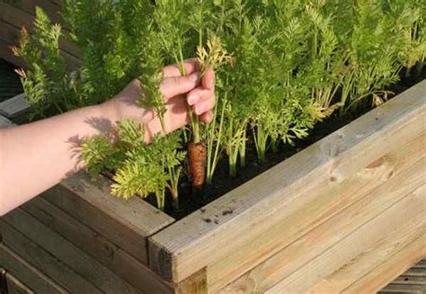 Semua Yang Anda Perlu Tahu Mengenai Berkebun Keyhole Easyhomemadediy