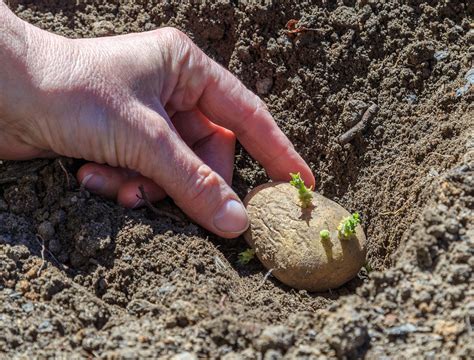 Planting Potatoes