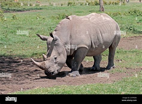 Northern White Rhinoceros Northern Square Lipped Rhinoceros Northern