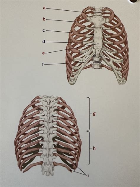 Diagram Rib Cage Diagram Quizlet