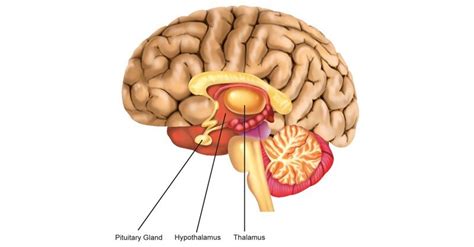 Thalamus And Hypothalamus Sawan Books