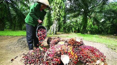 Ipoc Dua Dekade Kelapa Sawit Indonesia Menghadapi Tantangan Dan