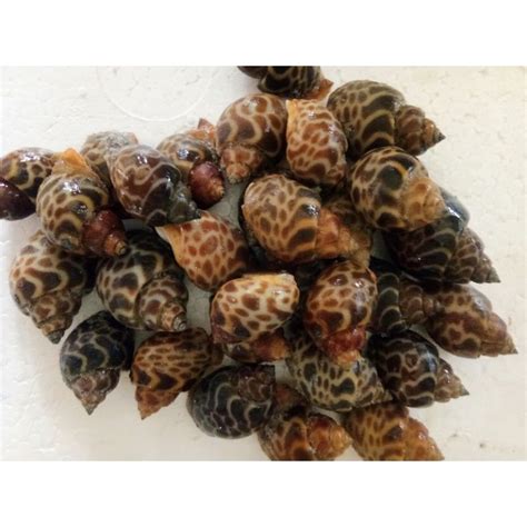 Jual KERANG MACAN FROZEN SEGAR 1KG Shopee Indonesia