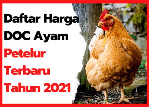 Harga Ayam Petelur Newstempo