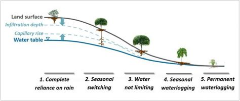 Prof. Reinfelder and Colleagues Discover Deep-Rooted Plants Have the ...