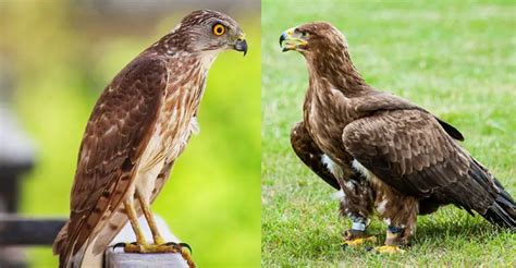 Red Tailed Hawk Vs Golden Eagle - The Worlds Rarest Birds