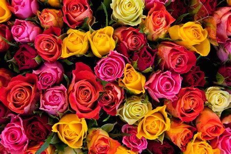 100 Best Metaphors About Roses