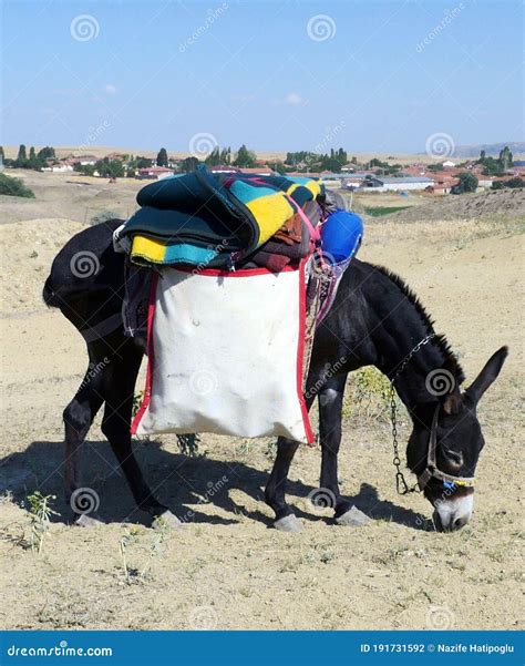 Shepherd Donkey With A Load On It Sheep And Donkey Donkey Carrying