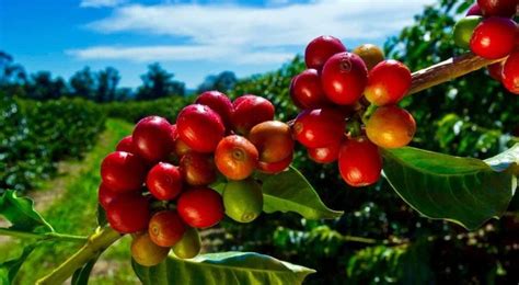 BIG LIST of Kona Coffee Tours on the Big Island (2024)