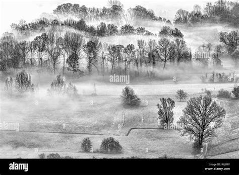 Foggy Morning In The Forest Black And White Landscape Stock Photo Alamy