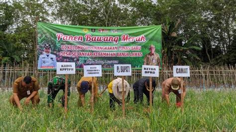 Kelompok Tani Desa Sungai Anyar Panen Bawang Merah Jejakrekam