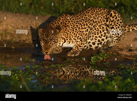 Leopard Panthera Pardus Drinking At A Waterhole Londolozi Private