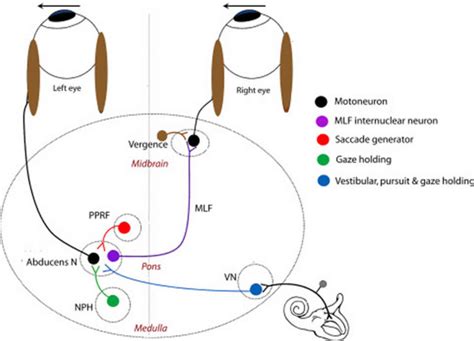 Eye Nystagmus Causes Types Signs Symptoms Test And Nystagmus Treatment