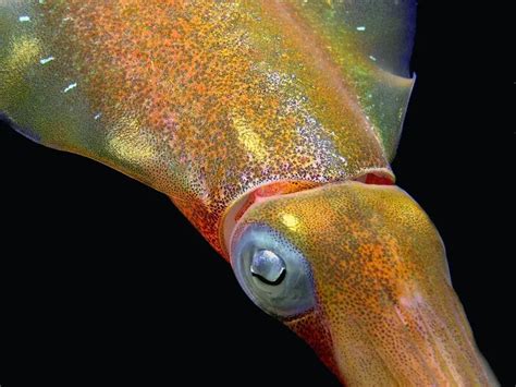 Caribbean reef squid - Facts, Diet, Habitat & Pictures on Animalia.bio