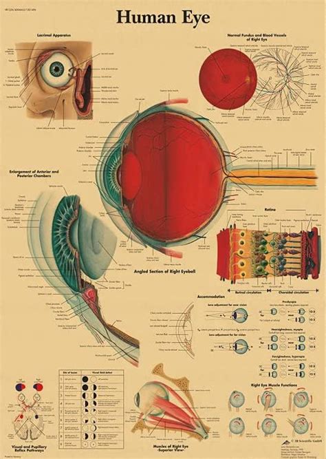 Pz Vintage Anatomia Umana Sistema Muscolare Poster Anatomia Diagramma