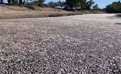 Millions Of Dead Fish Clog Australian River