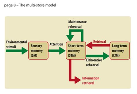 Cognitive Psychology - Studies and Experiments - HubPages