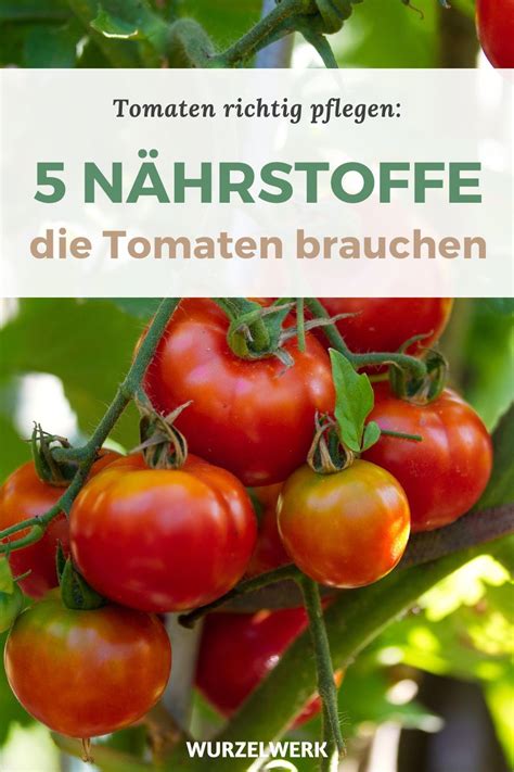 Tomaten Richtig D Ngen Wann Wie Mit Welchen D Ngern Wurzelwerk