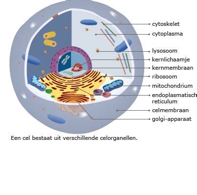 Bouw Van Cellen Lesmateriaal Wikiwijs Medische Terminologie