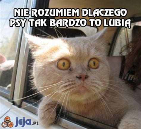 Nie rozumiem dlaczego psy tak bardzo to lubią Jeja pl