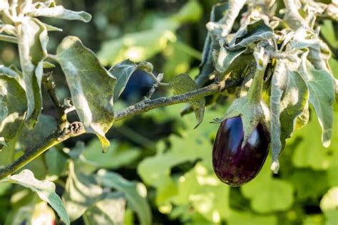 Eggplant Shoot And Fruit Borer Management Control And Prevention For High Profit Margins