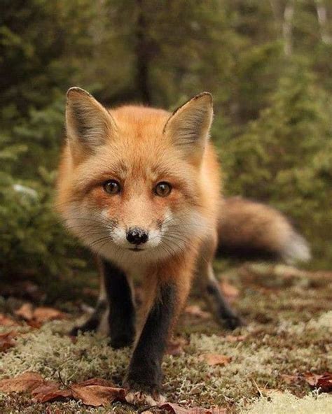 27 Cute Photos Of Some Very Friendly Foxes Animal Photography