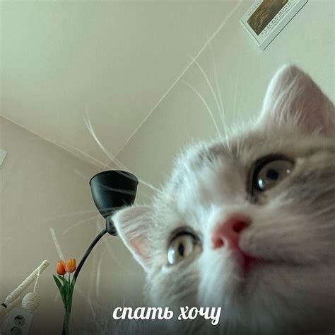 Пикчи с котиками 2024 | ВКонтакте