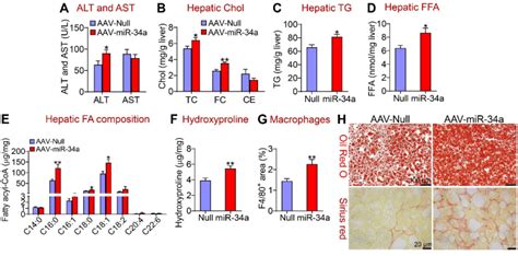 Hepatocyte Mir A Is A Key Regulator In The Development And