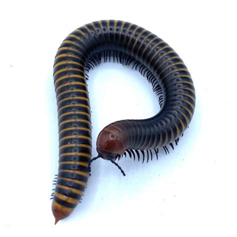 Giant Desert Centipede Adult Strictly Reptiles Inc