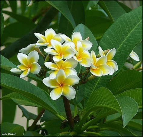 How To Grow Champa Flower Plant | Best Flower Site