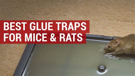 Best Glue Traps for Mice and Rats | Mouse Glue Traps | Reviews & Guide